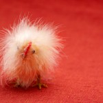 Funny Chicken