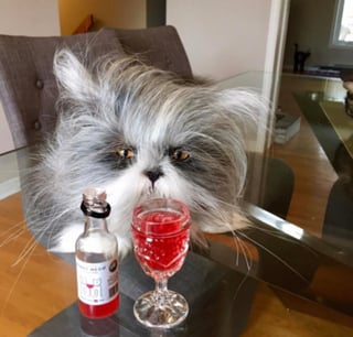 Cat wine_web