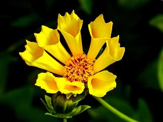 Yellow.jpg