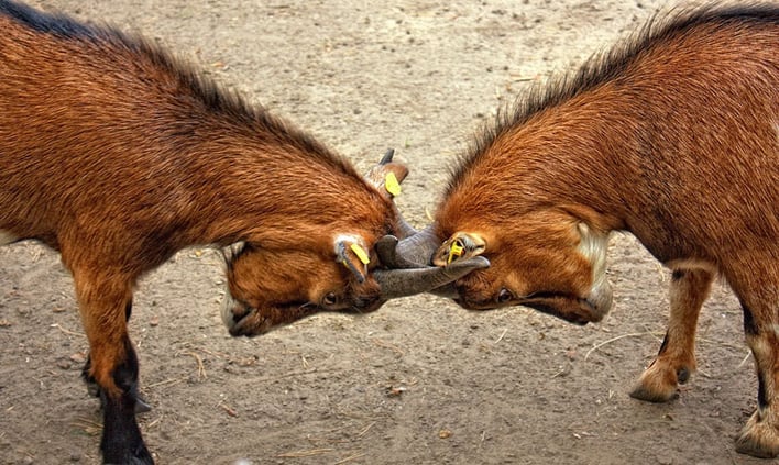 Tackling Employee conflicts.jpeg